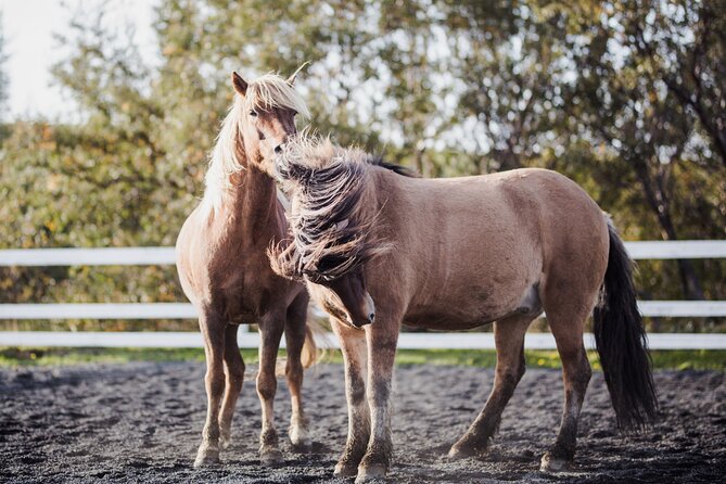 Private Icelandic Horseback Ride: Matched to Skill Level - The horses: why “fitted” matters more than you think