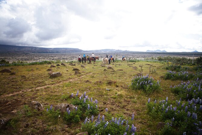 Private Icelandic Horseback Ride: Matched to Skill Level - Price and value: $210.51 for a private, skill-matched session