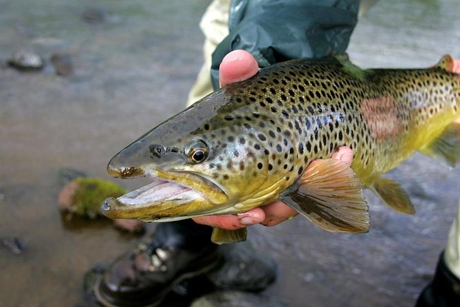 Private Lake and River Fishing Tour from Reykjavik - Why this Reykjavik fishing day feels different