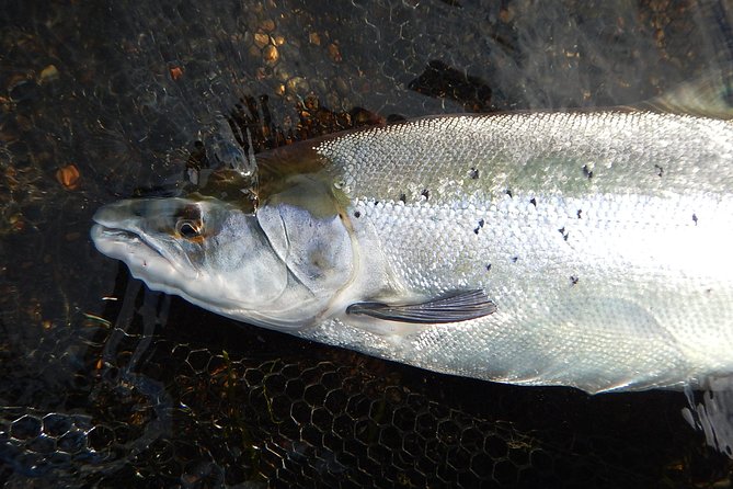 Private Lake and River Fishing Tour from Reykjavik - Price and value: is $768.94 per person worth it?