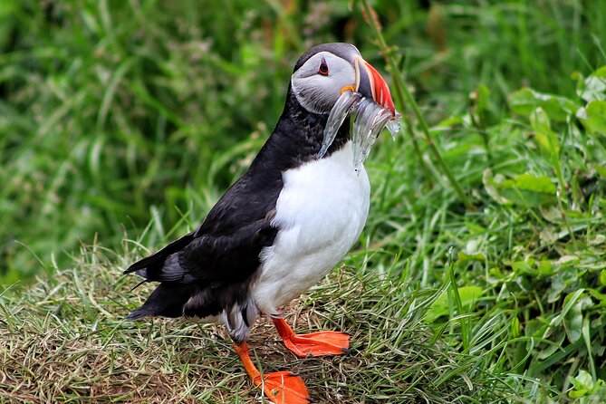 Private Puffin Encounter from Port of Seydisfjordur - Key things that make this private puffin encounter special
