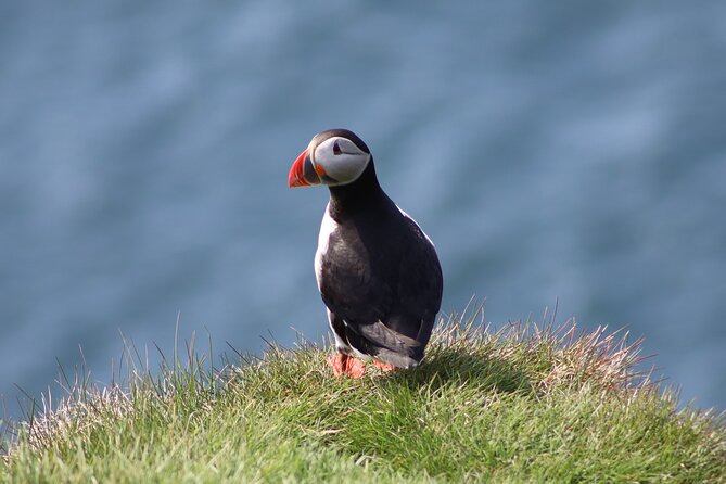 Private Puffin Encounter from Port of Seydisfjordur - Why Borgarfjörður Eystri is the easiest puffin cliff to enjoy