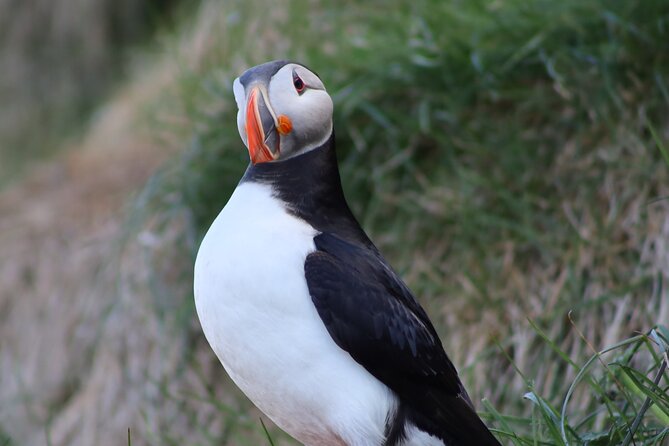 Private Puffin Encounter from Port of Seydisfjordur - The guide factor: local stories and a calmer, more personal feel
