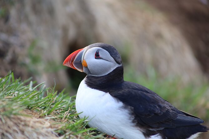 Private Puffin Encounter from Port of Seydisfjordur - Price and value: when $2,103.75 per person can make sense
