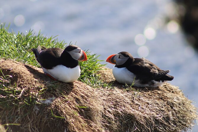 Private Puffin Encounter from Port of Seydisfjordur - Weather and season realities: puffins depend on conditions