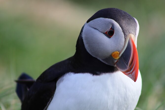 Private Puffin Encounter from Port of Seydisfjordur - Who should book this private puffin encounter