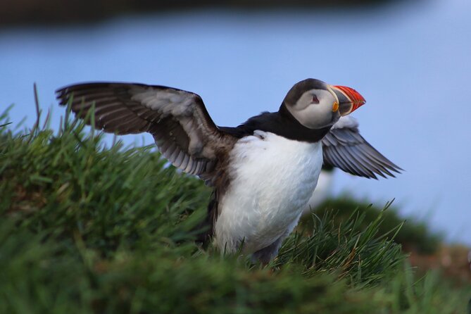 Private Puffin Encounter from Port of Seydisfjordur - Should you book it? My decision guide