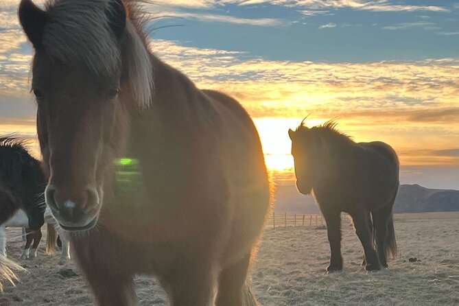 Private Reykjanes Peninsula Guided Tour - Your guide in plain language: volcanology plus local touches