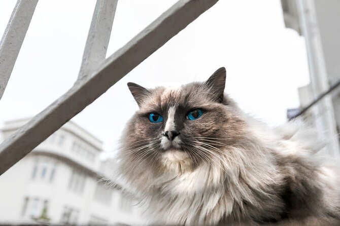 Private Reykjavik Cat Walking Tour - A Cat-Friendly Walk Through Reykjavik’s Center