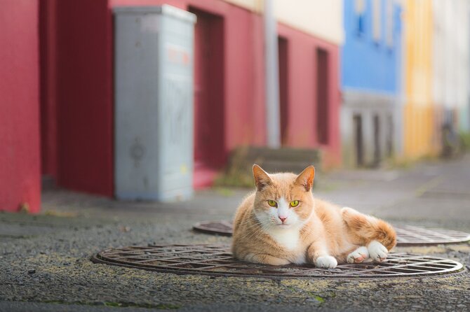 Private Reykjavik Cat Walking Tour - Quick Cat Culture Stops at Penninn Eymundsson and Around Parliament