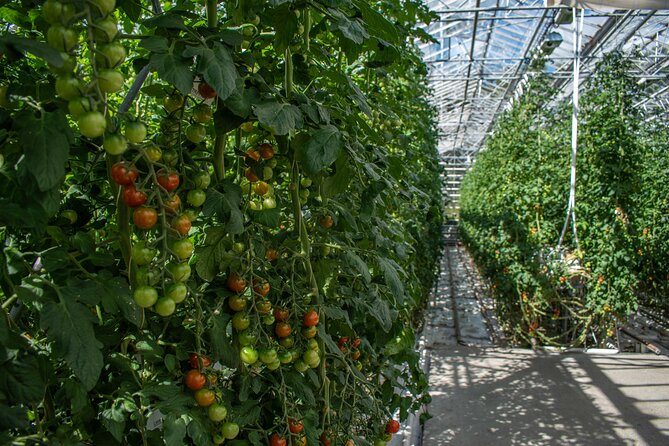 Private Tour Of The Golden Circle With Farm Visits In Iceland - Fridheimar Tomato Farm: Geothermal Energy You Can Actually Taste