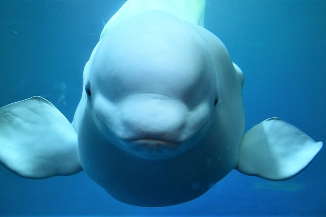 Private Westman Islands with Puffins and Belugas (Lunch included) - Key highlights worth marking on your map