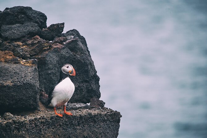 Private Westman Islands with Puffins and Belugas (Lunch included) - Elephant Rock, Viking houses, and Surtsey’s last-updated clue