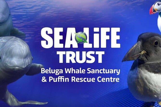 Private Westman Islands with Puffins and Belugas (Lunch included) - Puffin Cliffs and Storhofdi Great Cape: where the birds do the work