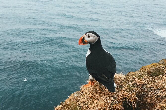 Private Westman Islands with Puffins and Belugas (Lunch included) - Getting there smoothly: ferry ride plus a comfortable private van