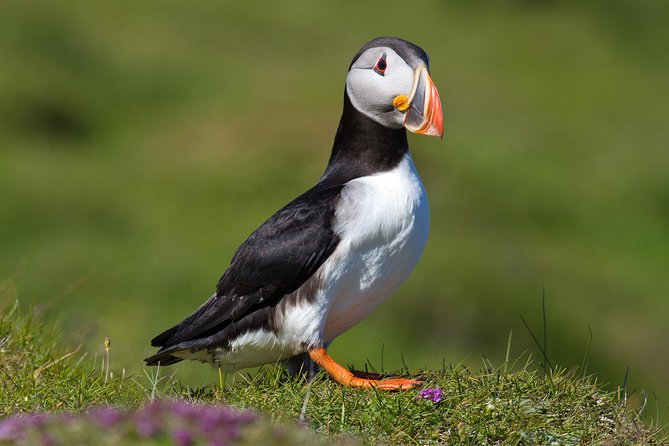 Puffin and Volcano Tour with Ebbi - Key highlights that make this tour work