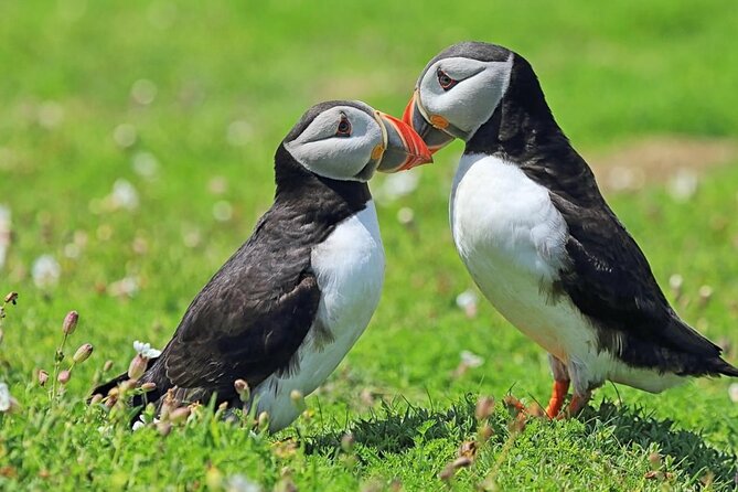 Puffin and Volcano Tour with Ebbi - Eldfell Crater Walk, Seeing the Volcano Up Close