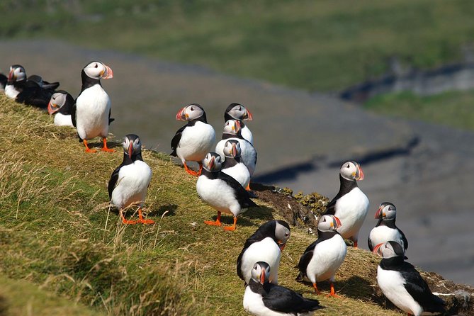 Puffin and Volcano Tour with Ebbi - Logistics and Pace, Getting On and Off the Bus