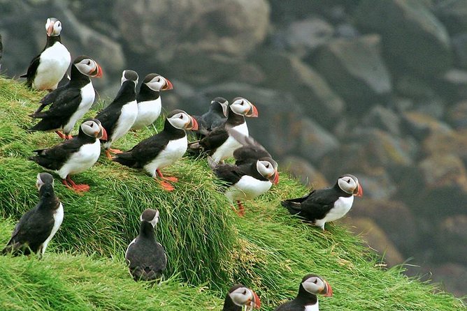 Puffin and Volcano Tour with Ebbi - Should You Book this Puffin and Volcano Tour with Ebbi?