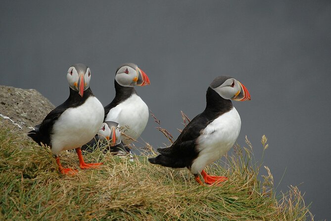 Puffin and Wildlife Boat Tour - Puffin watching from the water at Breiðafjörður