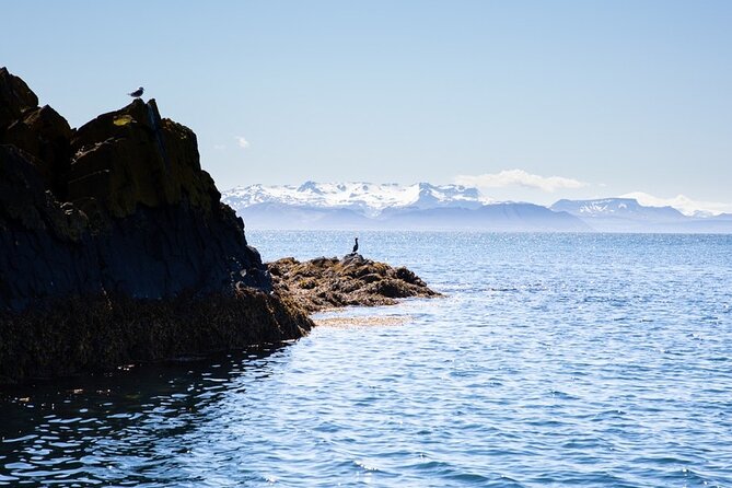 Puffin and Wildlife Boat Tour - Wildlife etiquette that makes sightings better