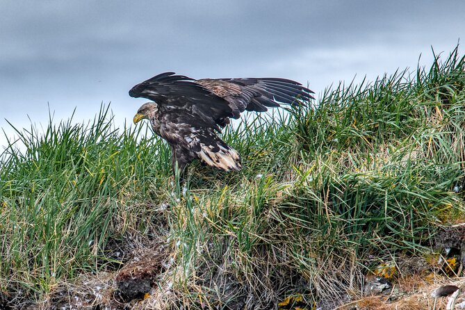 Puffin and Wildlife Boat Tour - Stop 1 in Breiðafjörður: what you’re there to see