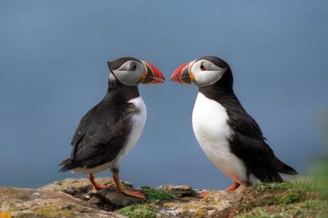 Puffin Cruise with Expert Tour Guide from Reykjavik - Key Highlights Worth Marking on Your Iceland Plan