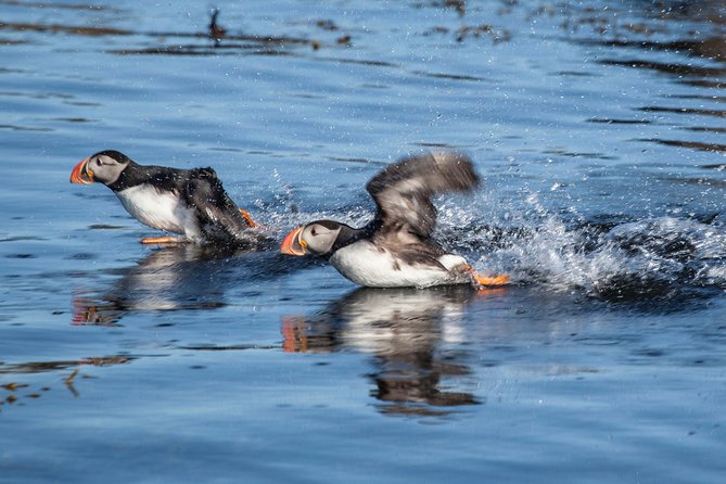 Puffin Cruise with Expert Tour Guide from Reykjavik - What You See on Akurey Island, and Why Season Timing Is Everything