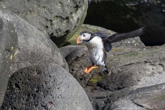 Puffin Cruise with Expert Tour Guide from Reykjavik - The Guide Commentary: More Than Just Puffin Facts