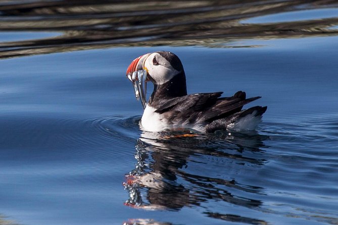 Puffin Cruise with Expert Tour Guide from Reykjavik - Binoculars, Crowds, and Photography Reality Checks