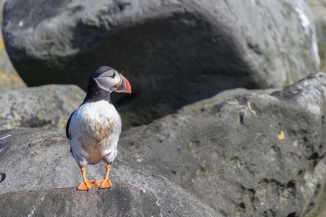 Puffin Cruise with Expert Tour Guide from Reykjavik - Price and Value: What $63.96 Buys You