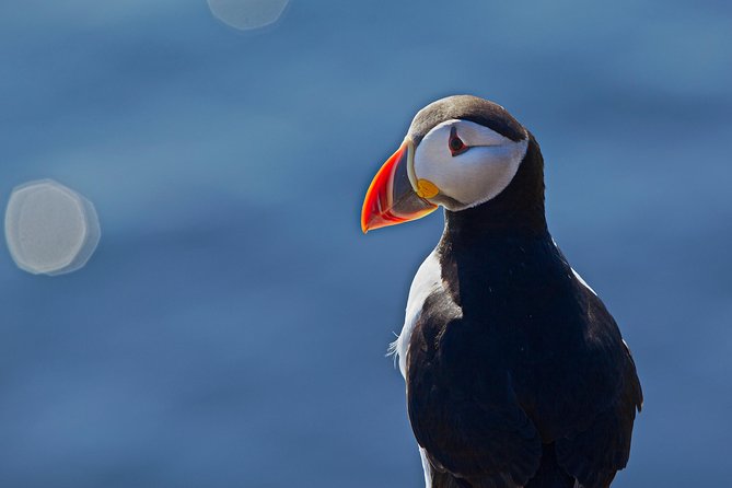 Puffin Cruise with Expert Tour Guide from Reykjavik - Weather and Sea State: The Part You Cannot Control