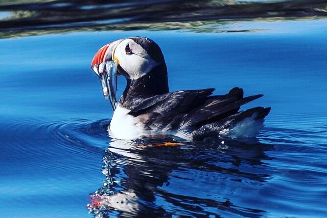 Puffin Express by RIB Speedboat from Reykjavík - The Lundey and Akurey idea, why these islands work