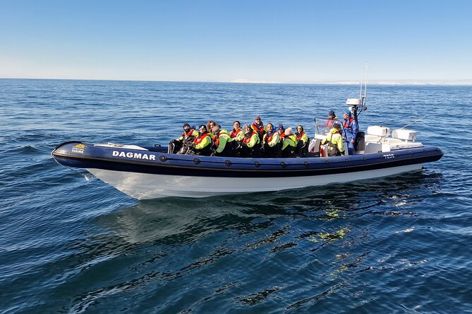 Puffin Express by RIB Speedboat from Reykjavík - Bird spotting time: what to look for besides puffins