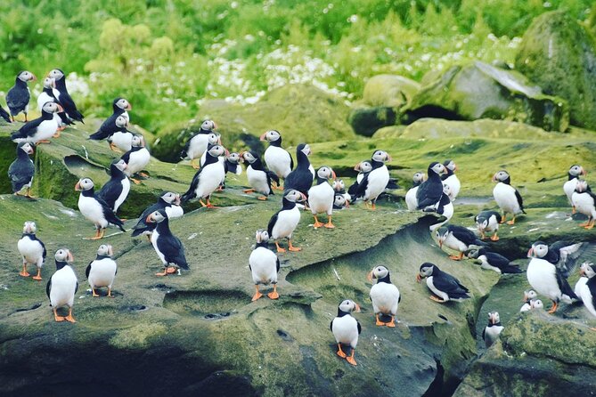Puffin Express by RIB Speedboat from Reykjavík - Price and value: is $85 for a 1 hour RIB tour worth it?