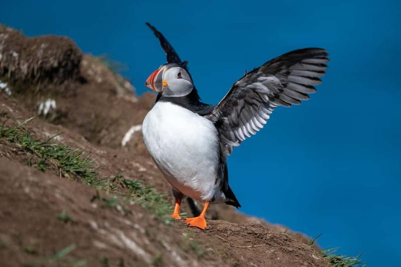 Puffin & Gufufoss Waterfall Tour from Seydisfjordur Port - Key moments that make this tour worth your time