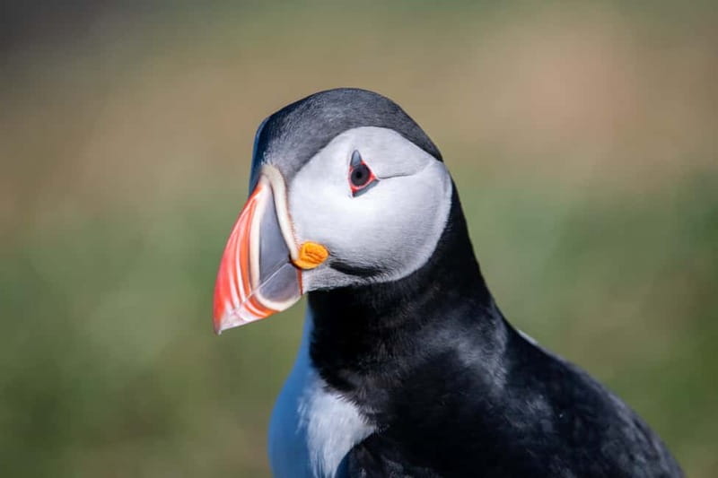 Puffin & Gufufoss Waterfall Tour from Seydisfjordur Port - Borgarfjörður Eystri village time, Lindarbakki turf house, and Álfaborg views
