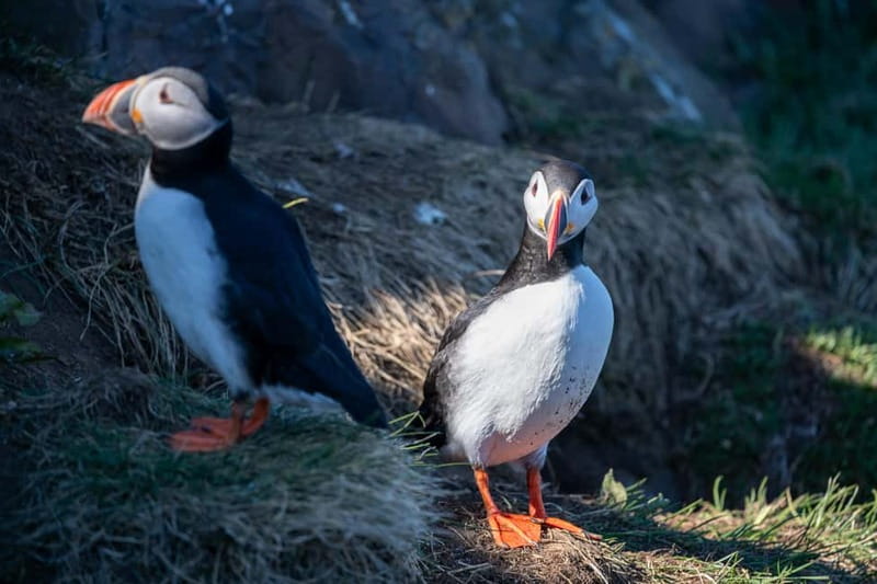 Puffin & Gufufoss Waterfall Tour from Seydisfjordur Port - Should you book Puffin and Gufufoss from Seyðisfjörður?