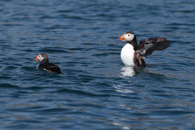 Puffin Jet ski tour in Reykjavík - Jet ski route in Reykjavík Bay: why this puffin focus works