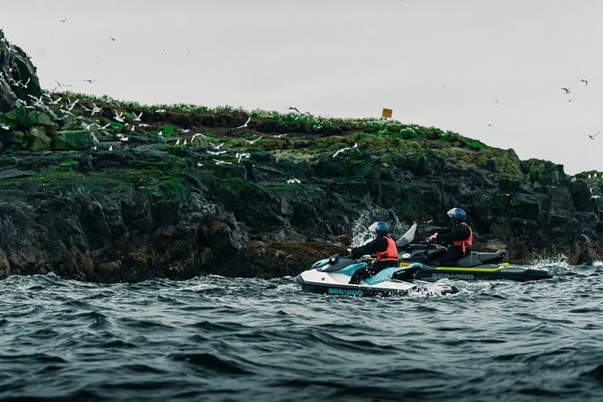 Puffin Jet ski tour in Reykjavík - Puffin Island and Viðey: how the wildlife moment usually feels