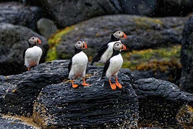 Puffin Jet ski tour in Reykjavík - Guides, communication, and the small-group advantage