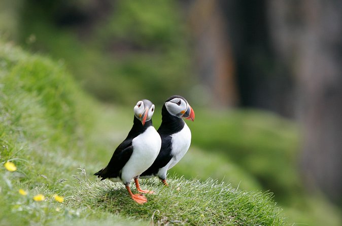 Puffin Watching and Gufufoss Waterfall Tour from Seydisfjordur - Gufufoss waterfall: misty cliffs and how to handle the 30-minute window