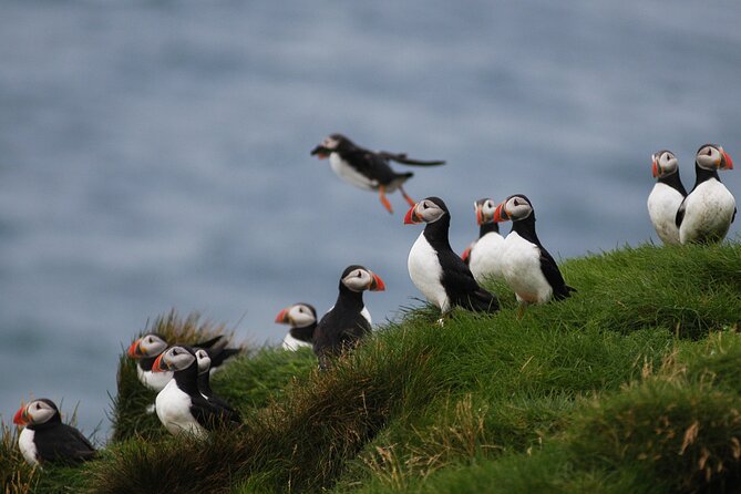 Puffin Watching and Gufufoss Waterfall Tour from Seydisfjordur - Should you book this Puffin and Gufufoss tour from Seyðisfjörður?