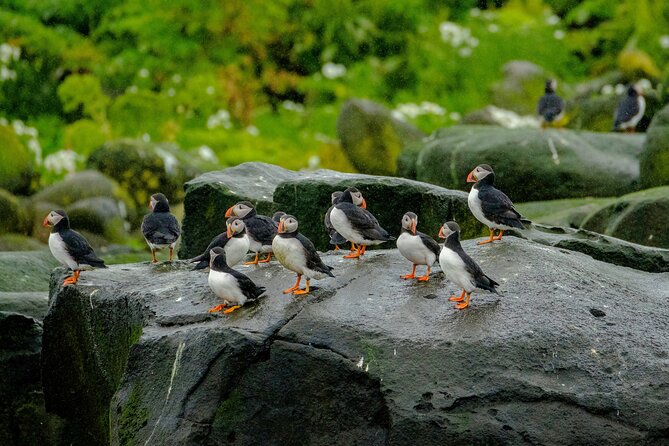 Puffin Watching Speedboat Express - Your 12-seat RIB ride: fast to get there, calm when it counts
