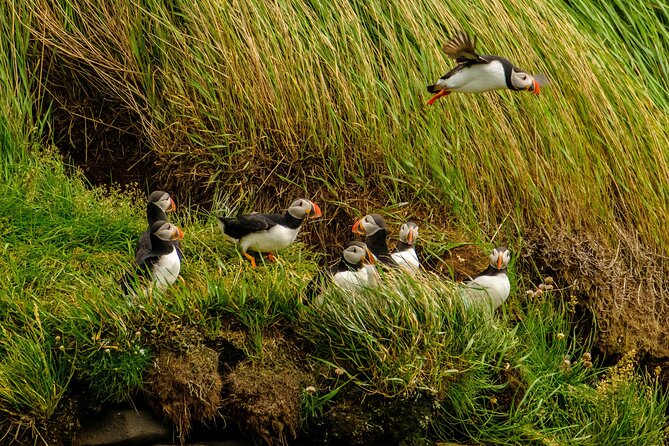 Puffin Watching Speedboat Express - Where you meet, and why no hotel pickup is normal here