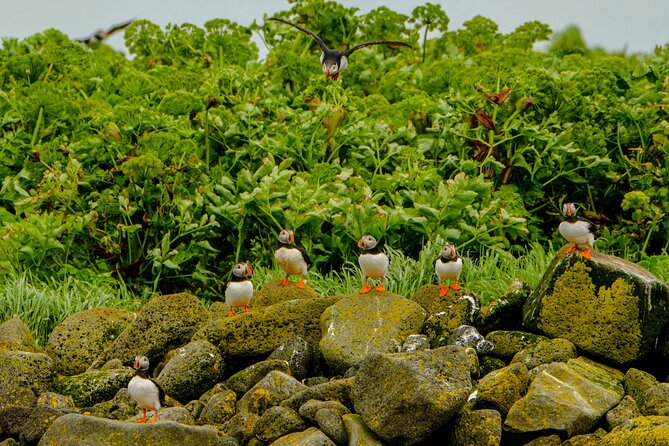 Puffin Watching Speedboat Express - Spotting tips that help once you’re near puffin country