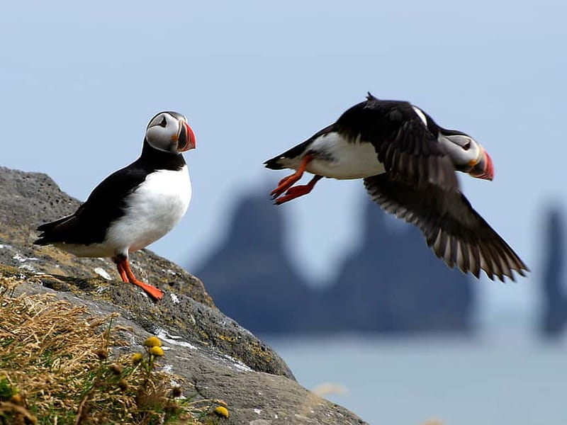 Puffin Watching Yacht Cruise from Downtown Reykjavík - Key Points You Should Know Before You Go
