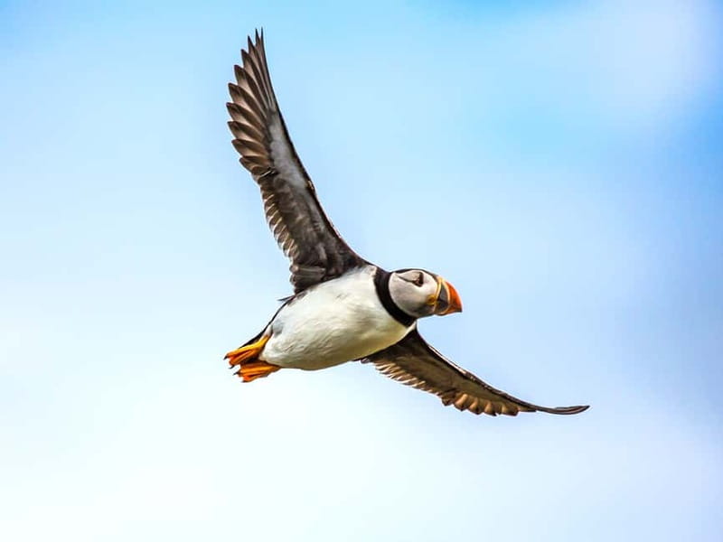 Puffin Watching Yacht Cruise from Downtown Reykjavík - Faxaflói Bay Sails: What You’ll See in the First Stretch