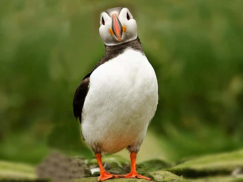Puffin Watching Yacht Cruise from Downtown Reykjavík - How Long It Takes, and Why That Matters for Your Day Plan