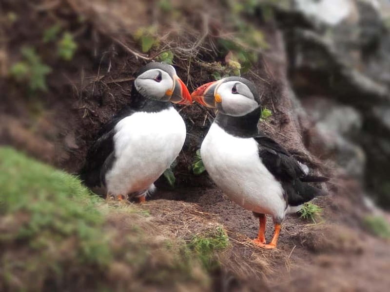 Puffin Watching Yacht Cruise from Downtown Reykjavík - Price and Value: Is $75 for One Hour a Good Deal?
